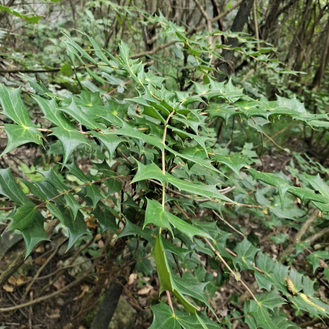 讨厌