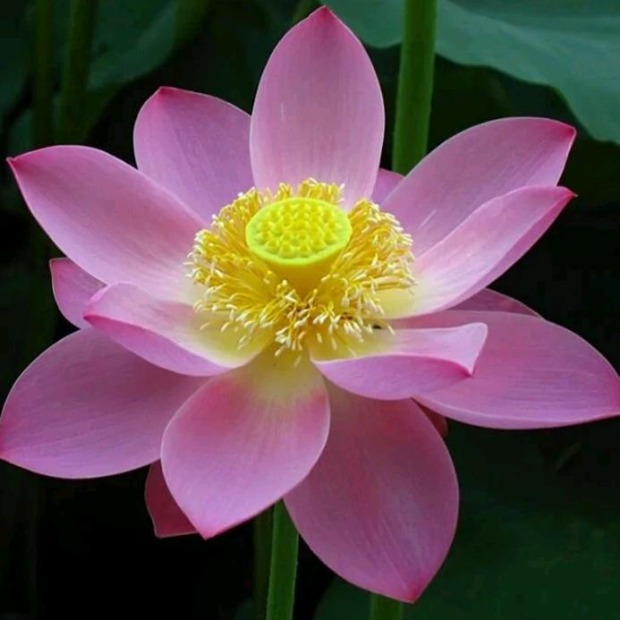 欣欣向荣☆
