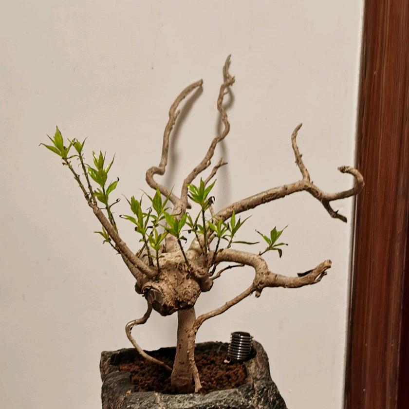 庭院水杨梅造景