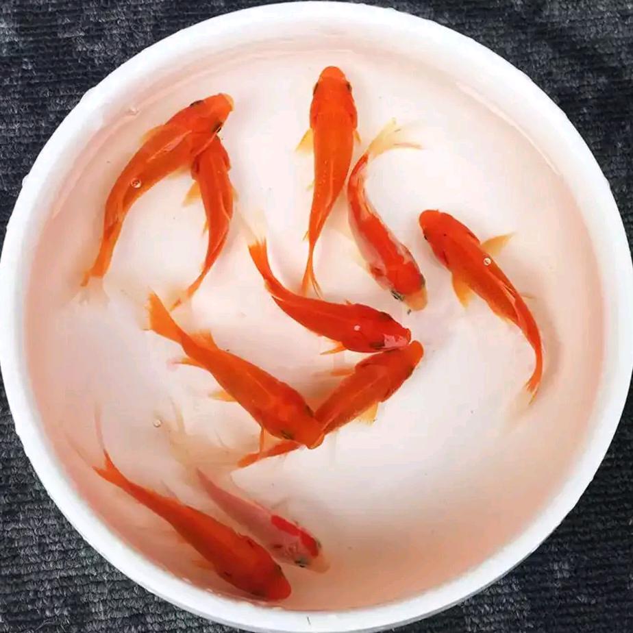 鱼趣水族馆