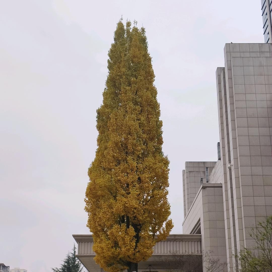 圣泰精品二手车@杨