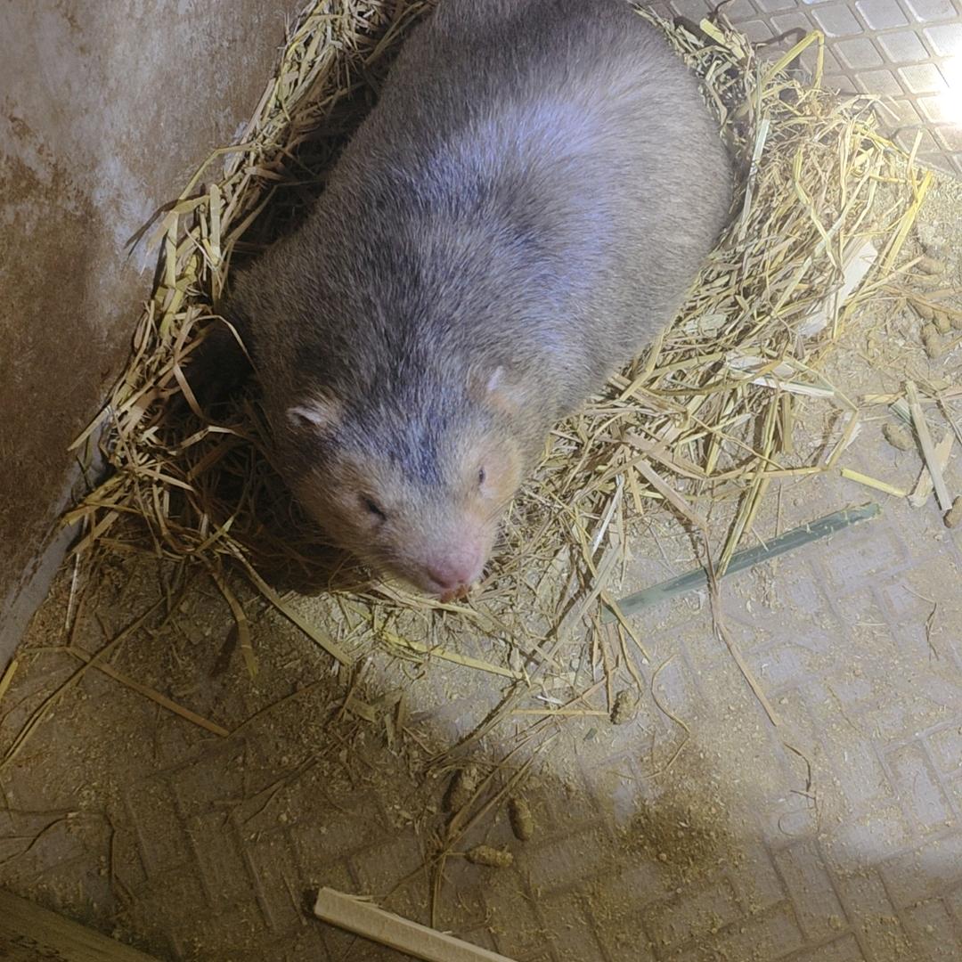 稻香竹狸