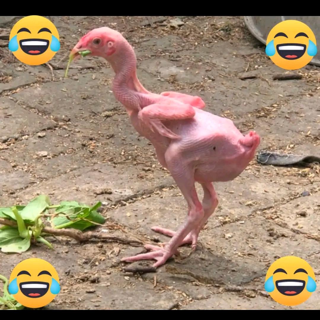 七悦