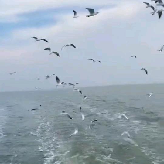 菲姐豪华旅游船（包船出海）