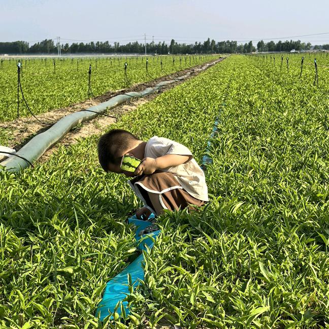 小狄日常记（半夏）🌱