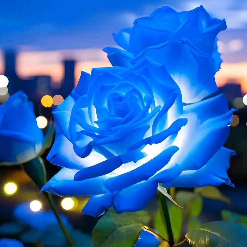 💙蓝色妖姬💙