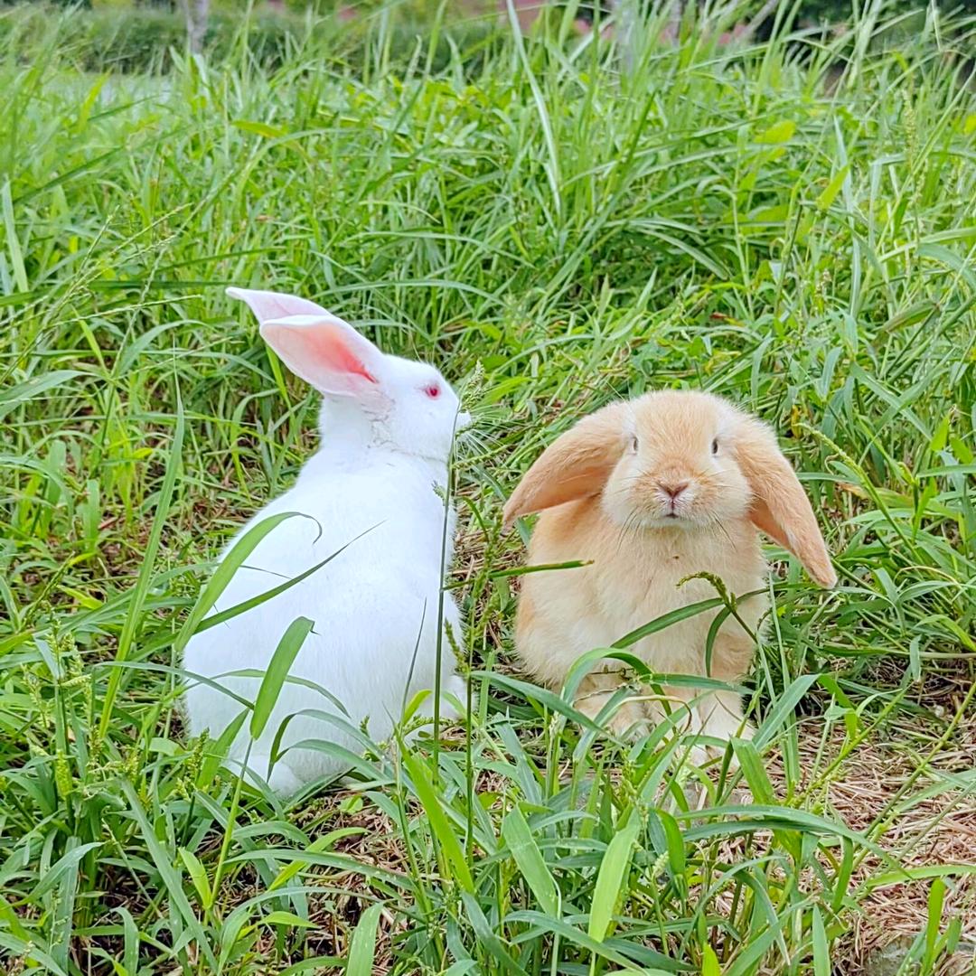 爱老婆且爱蛋黄