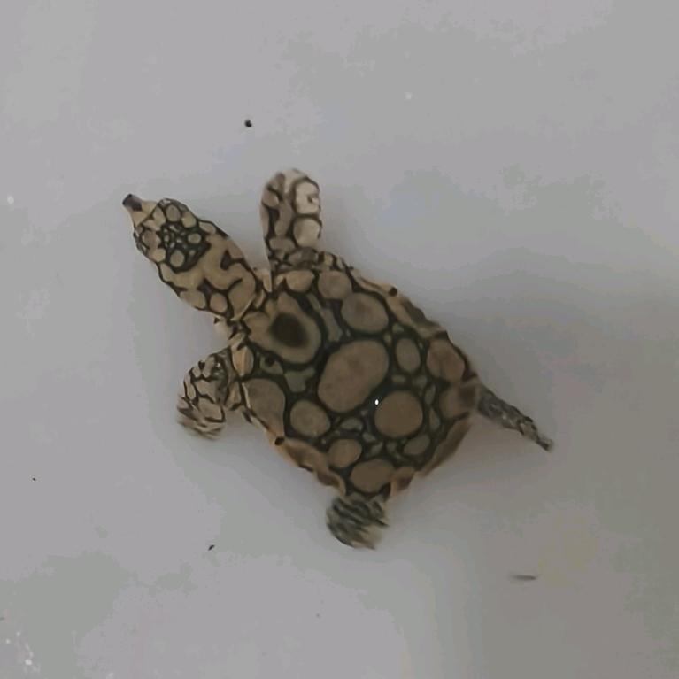 77龟甲