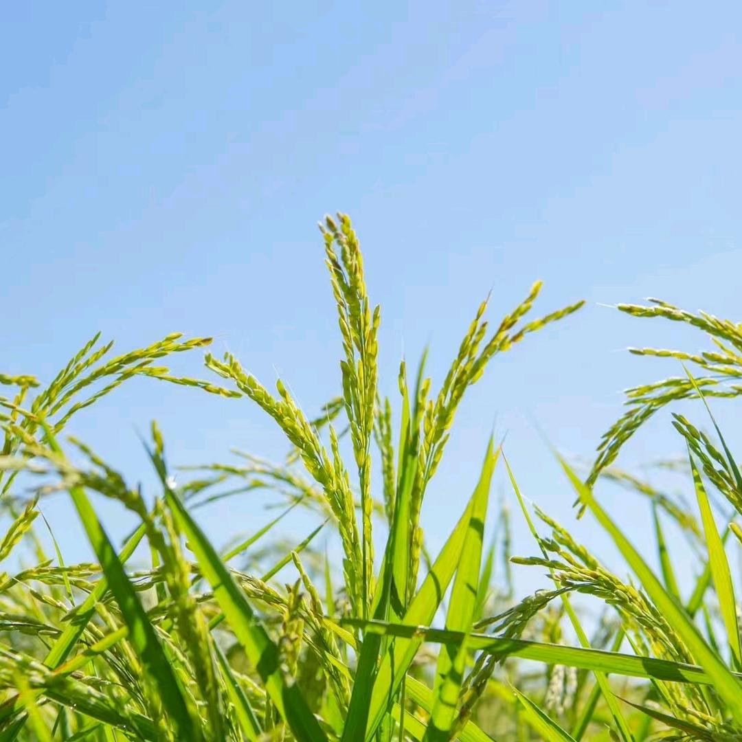 江湖狼中（老陈）