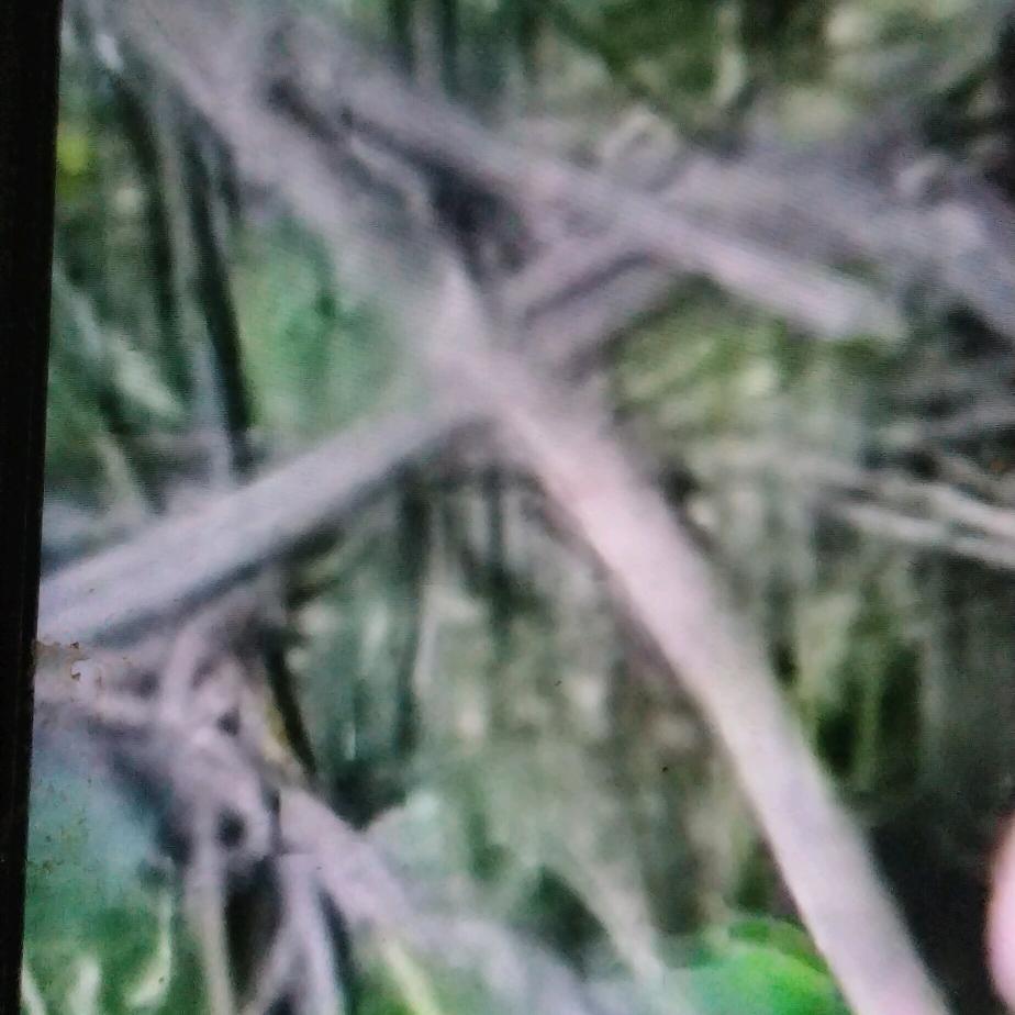 应群