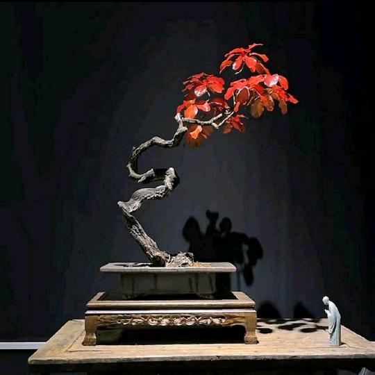 无极限名花卉园盆景