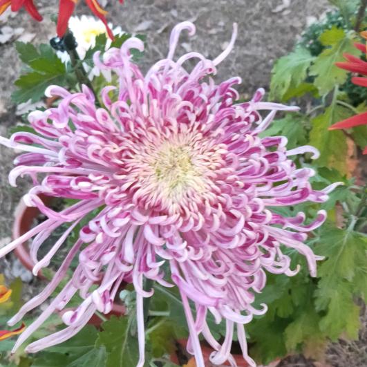 o>_<o会飞的鱼(>_<)