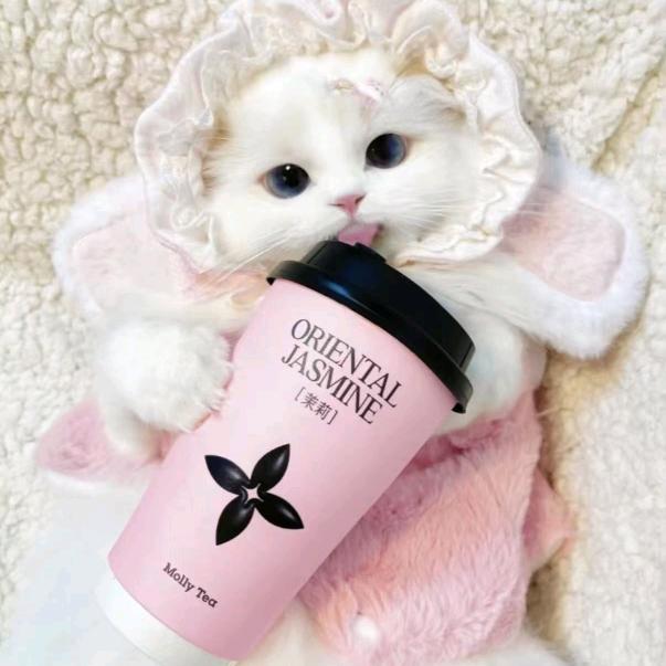 茉莉奶白（桂林叠彩万达店）