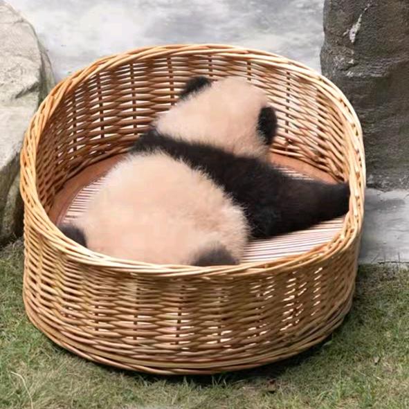 妮儿
