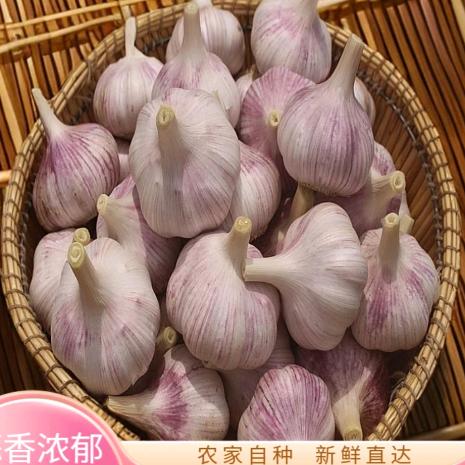 山东大蒜1哥