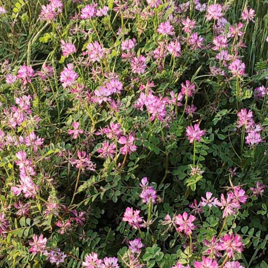 🇨🇳李家蜂蜜园18555185