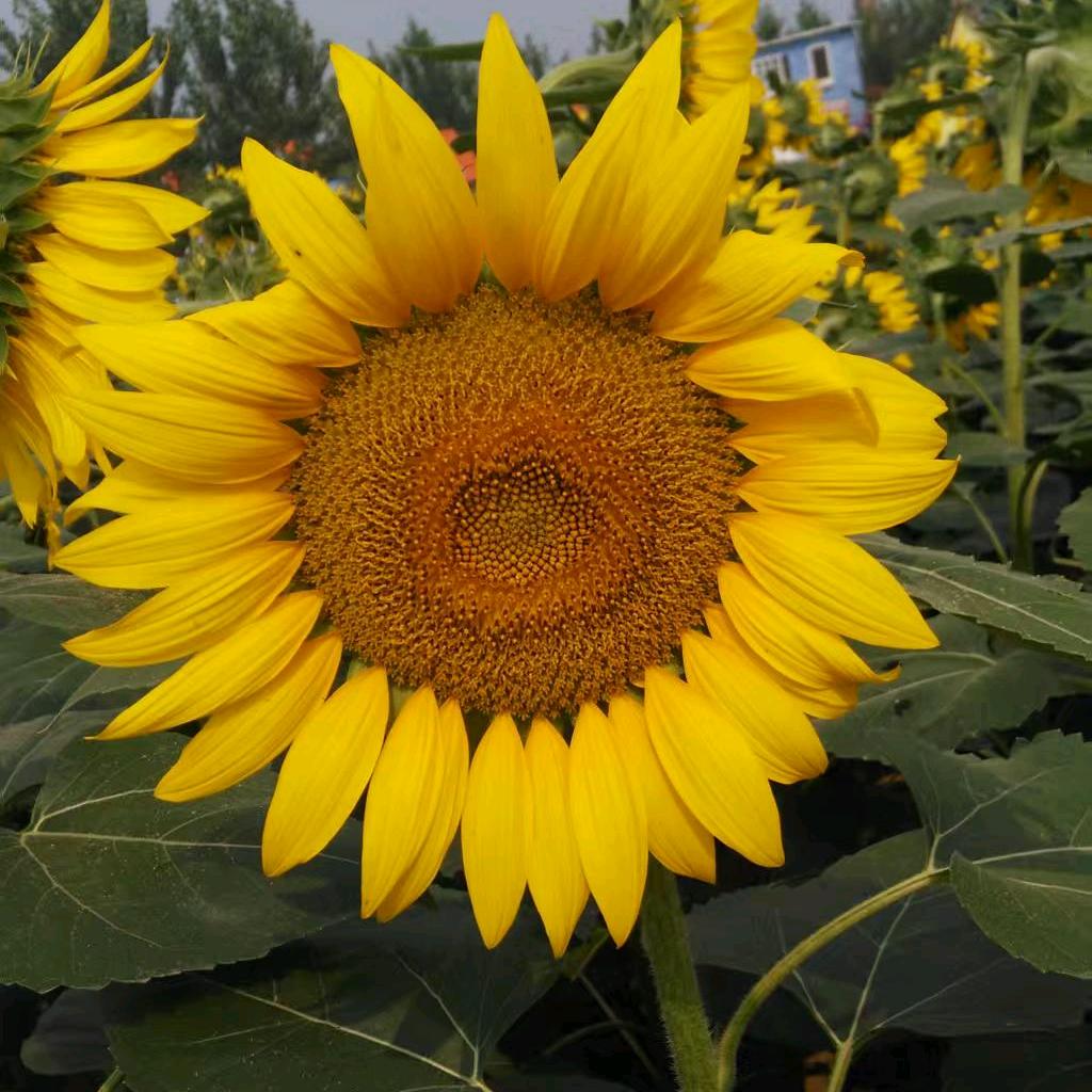 余生！！余生好好的