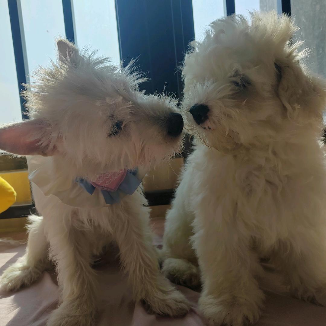 香香兜兜🐶