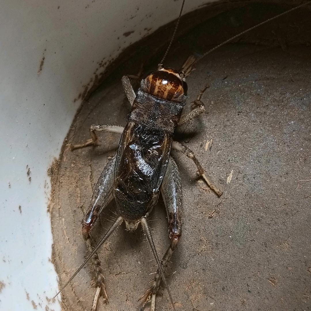 崔弟抓蛐蛐团队，