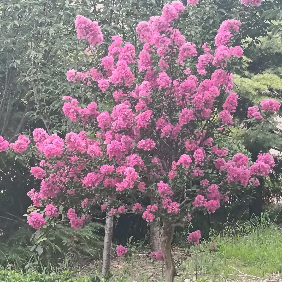 蜀龙花卉苗木批发市场