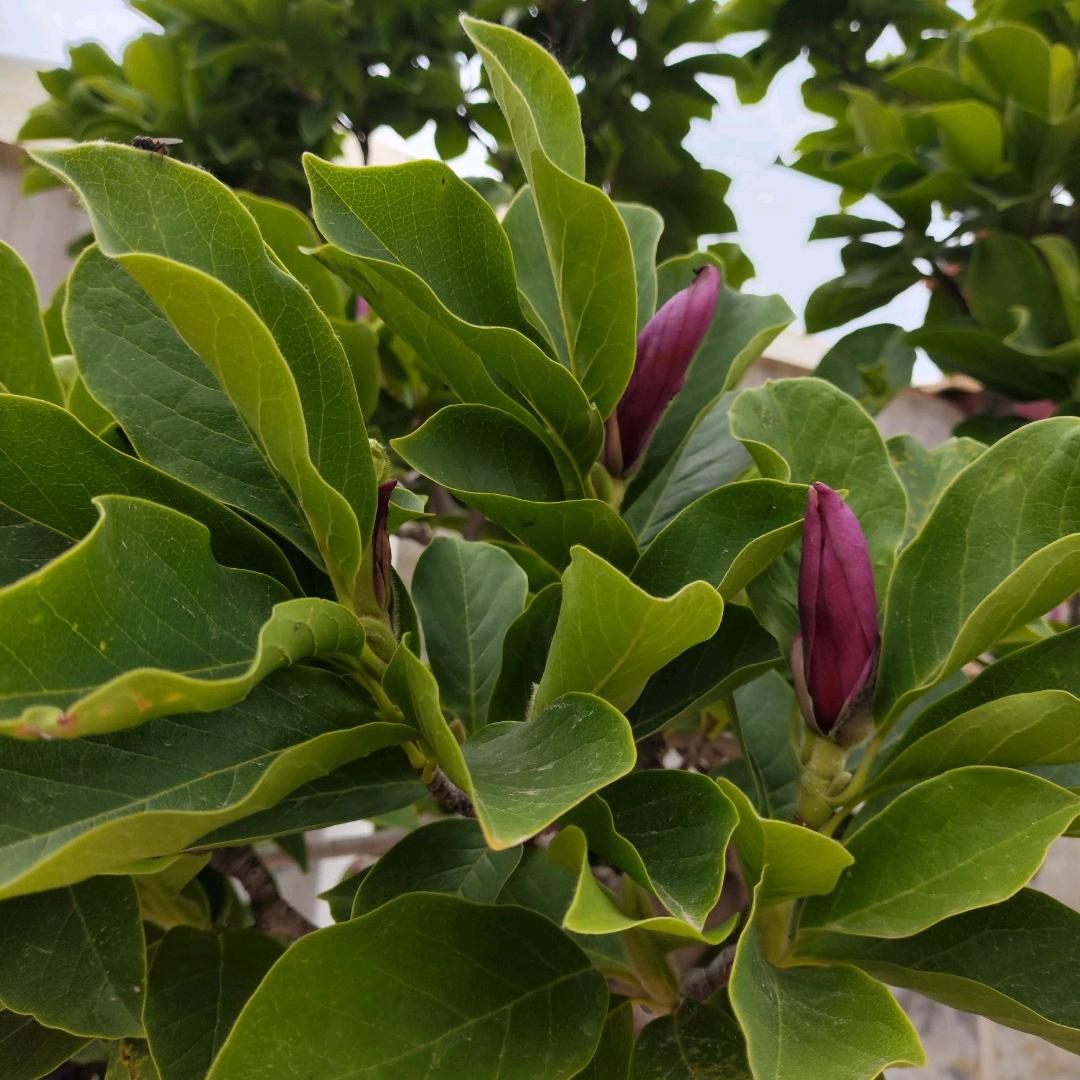 樱花姐