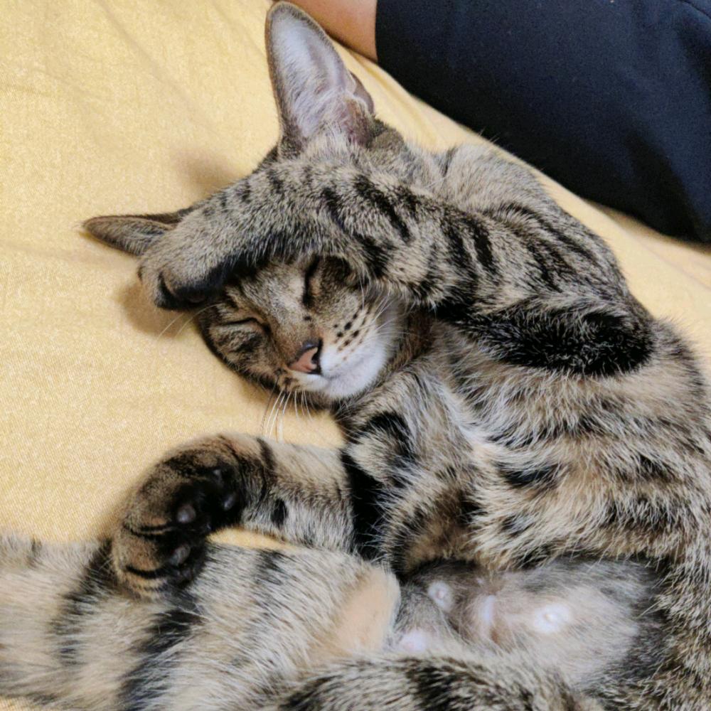 🌈白露是只狸花猫