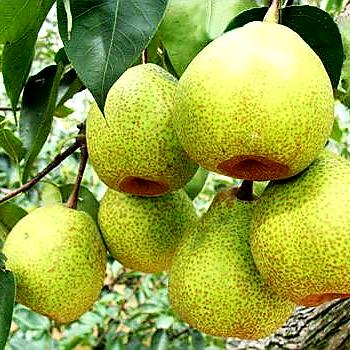 老杨特产、正宗莱阳梨、秋月梨、苹果、梨膏