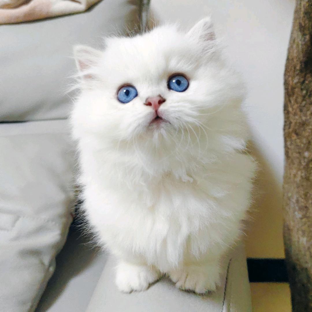 贪吃猫是汤圆（营山）🐱