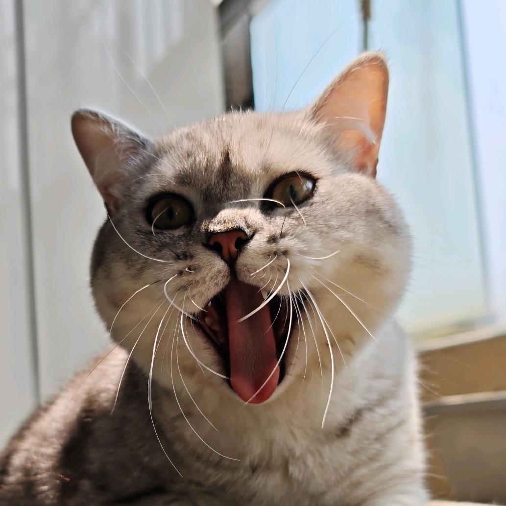 小银狐🐱（求关注）