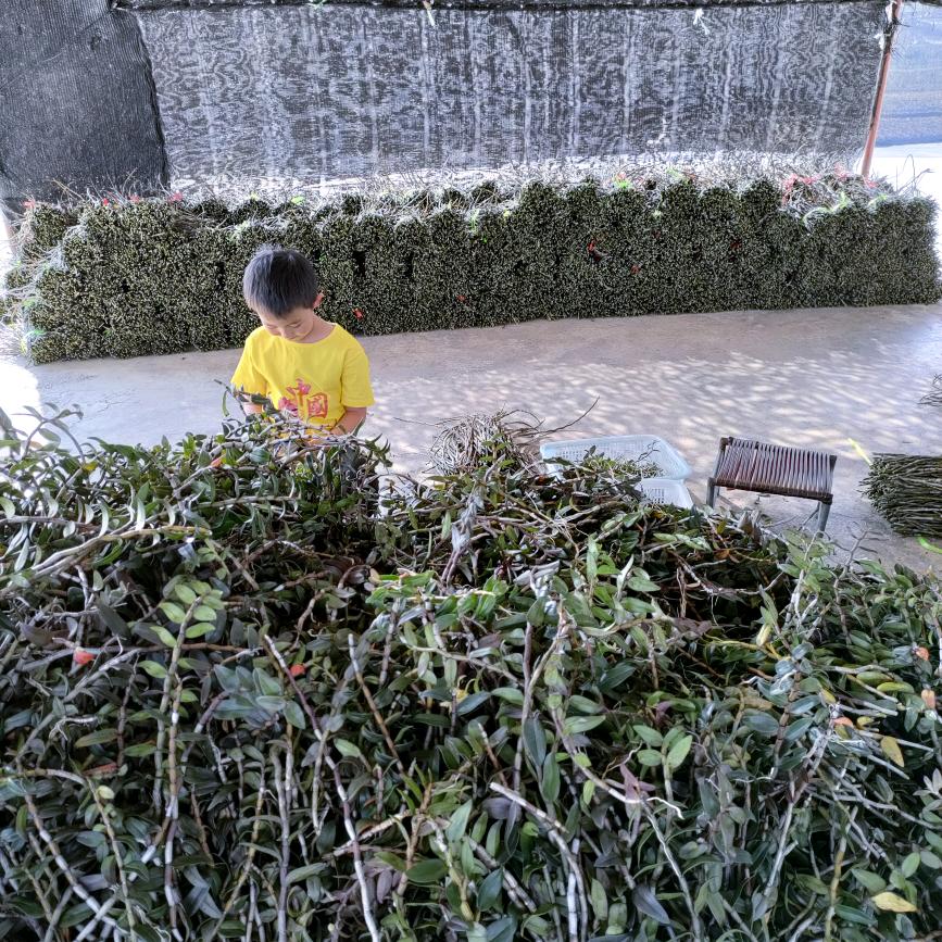 琴姐姐   《石斛，苹果枣种植》