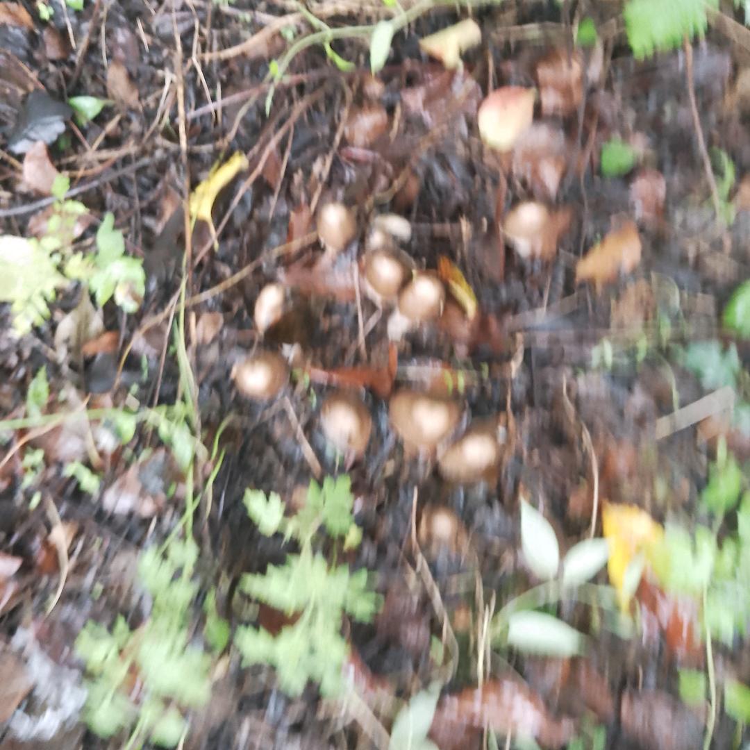 丑皇