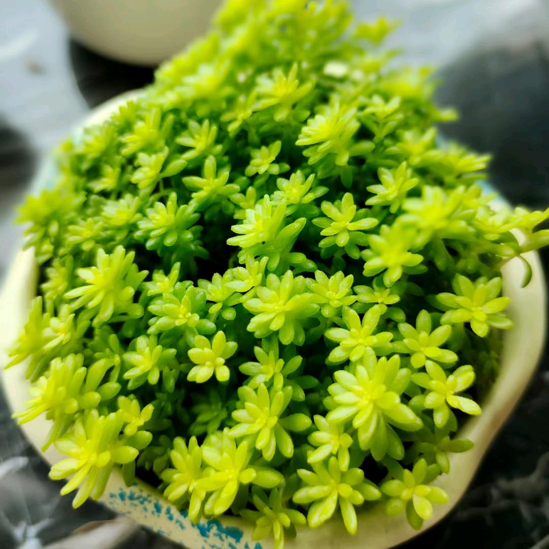我是燕子呀~