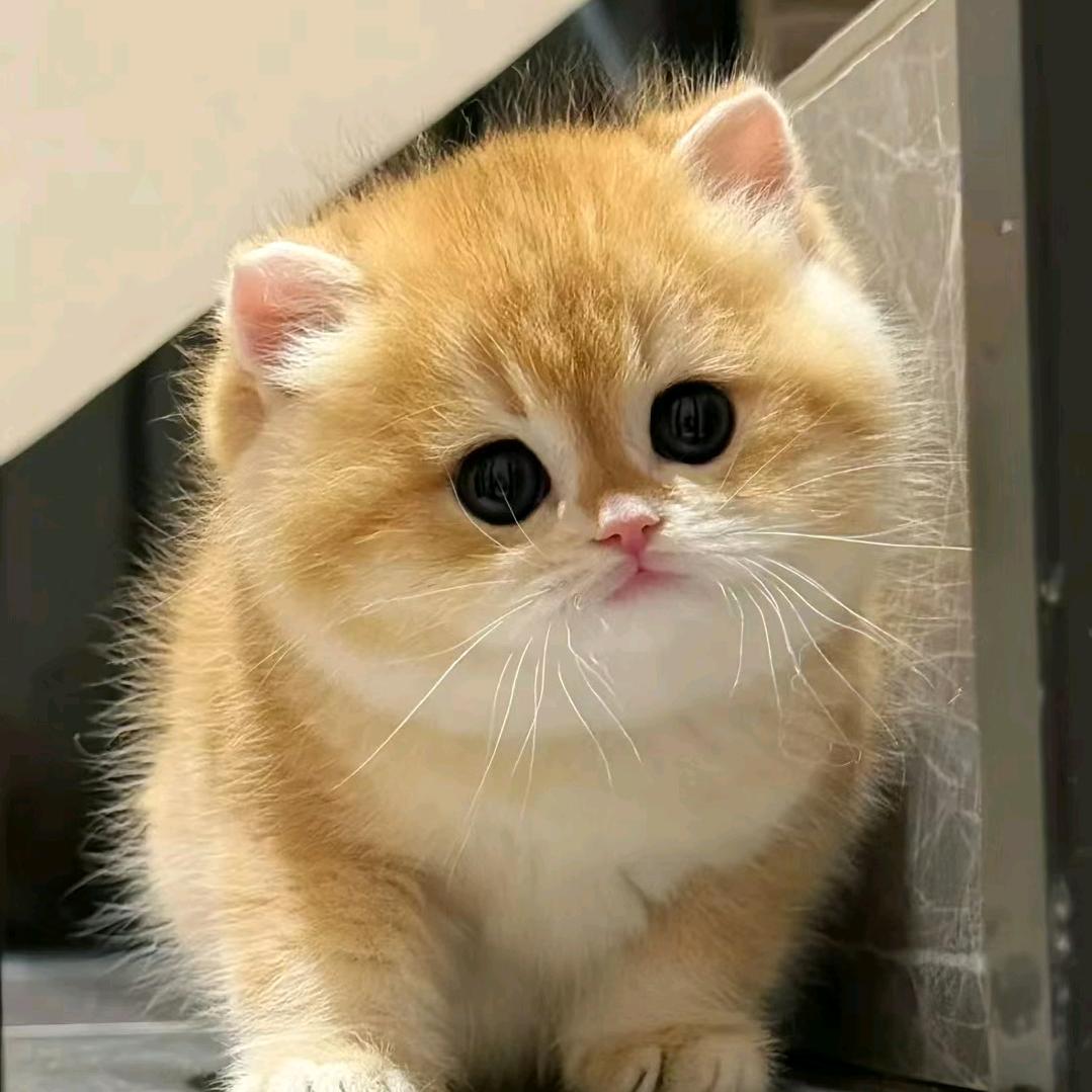 哈喽家的猫（复制抖音号）