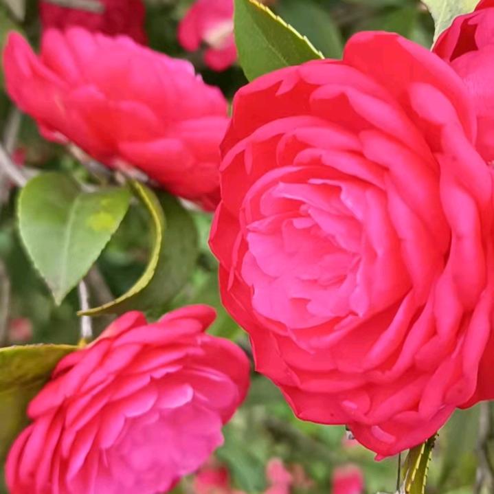 💕叶家三姐💕
