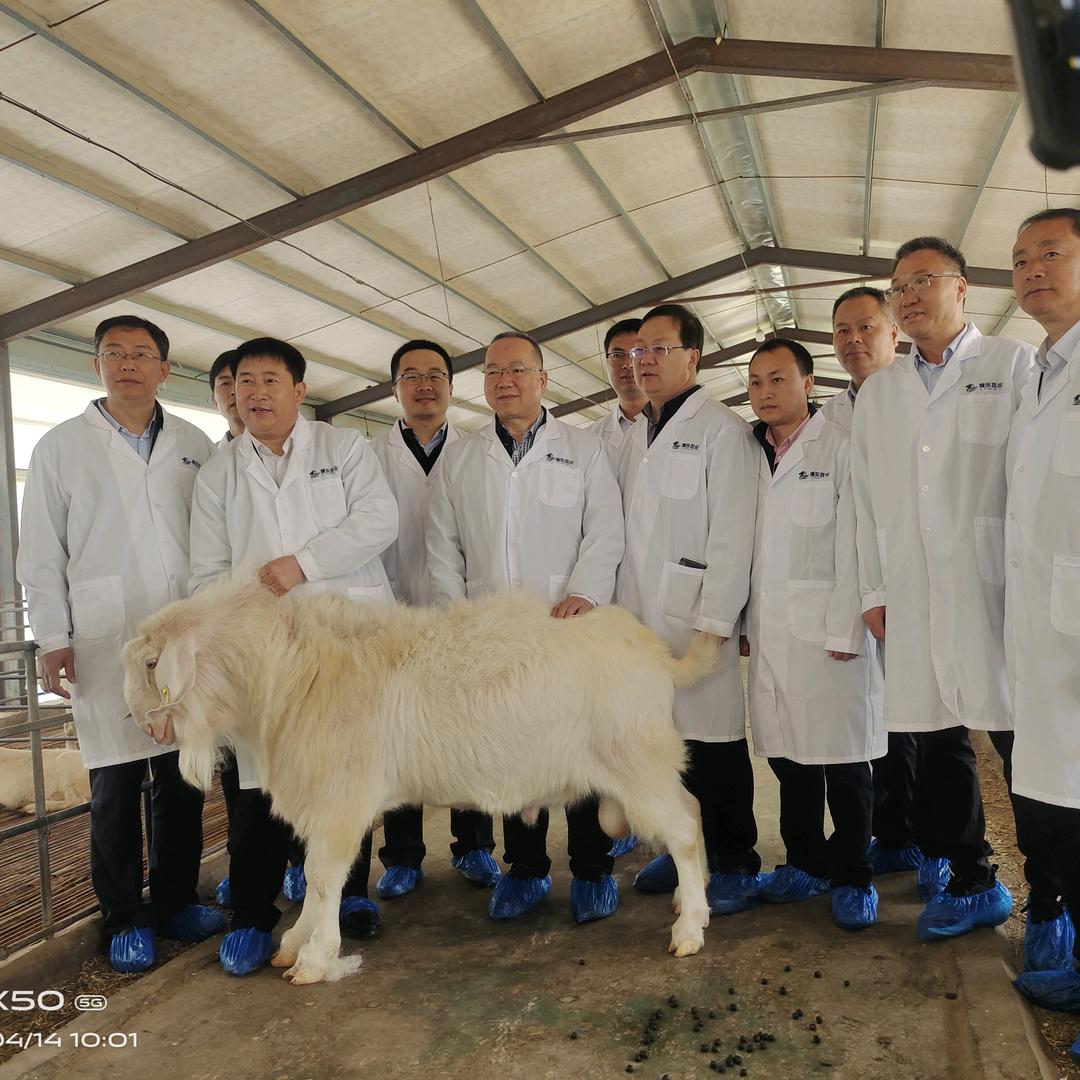 豫东牧业夏小妹