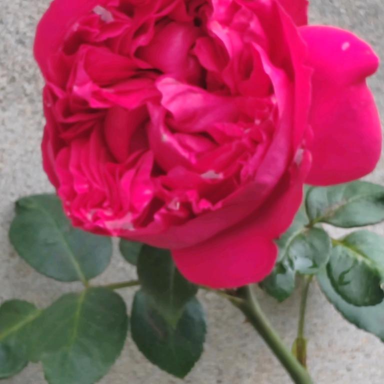 护（胡）你％周  全