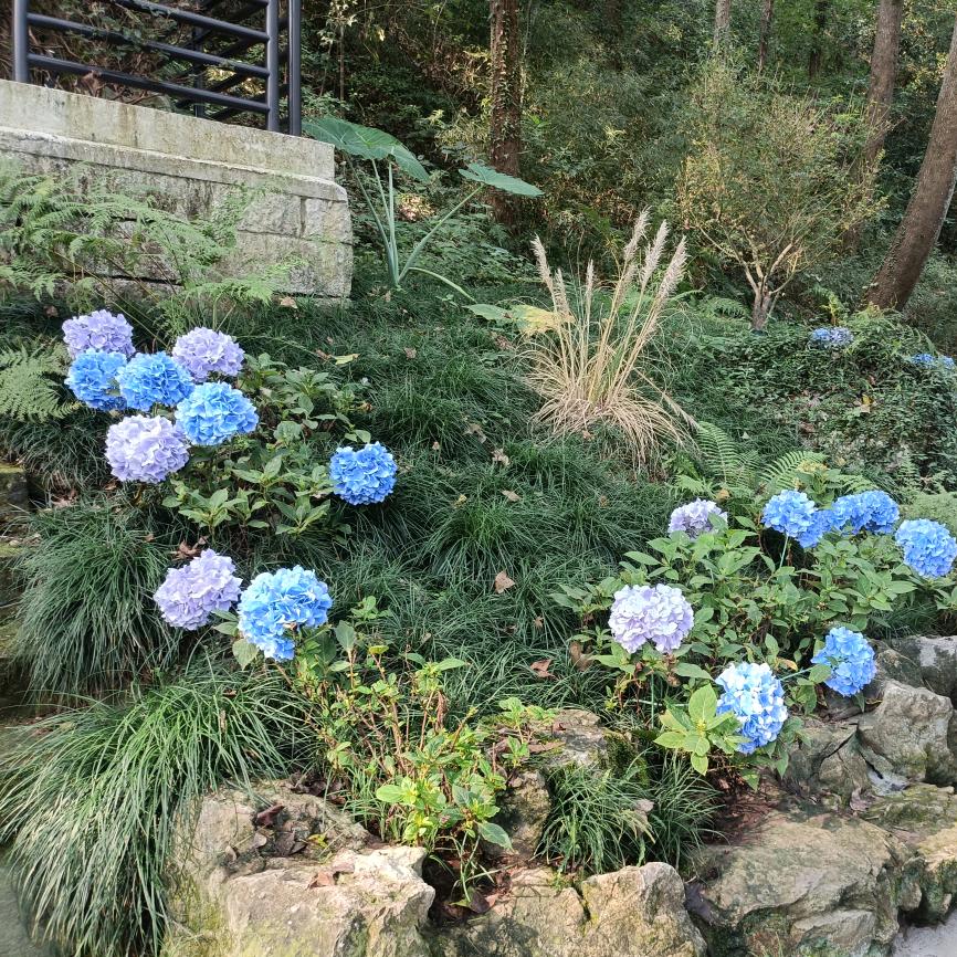 (♥重庆老阿姨♥)