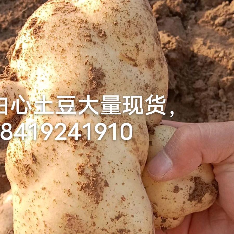 临洮各种蔬菜代收