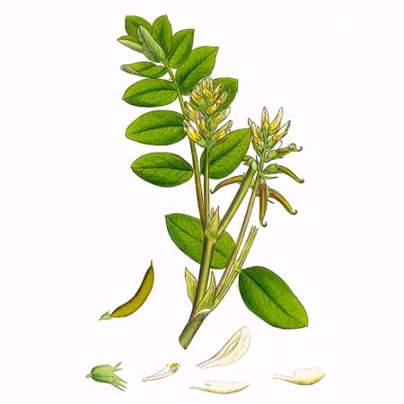 每天认识一味中草药