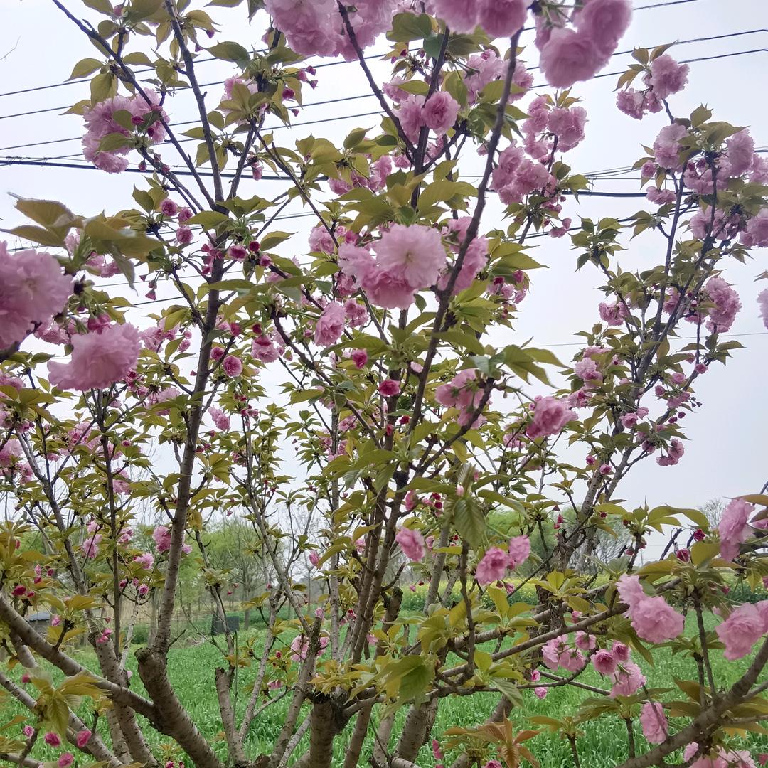 绽放好物