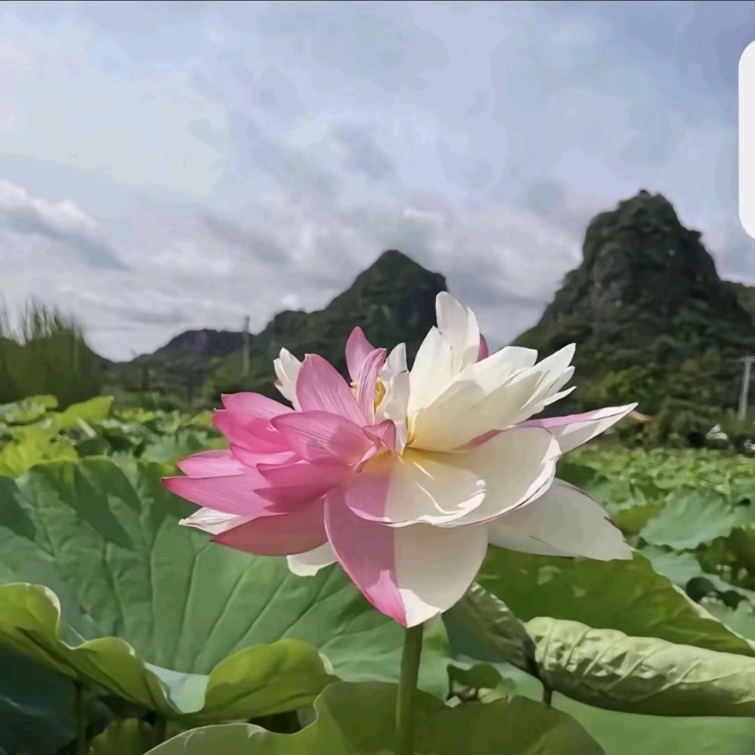 🦋知足常乐