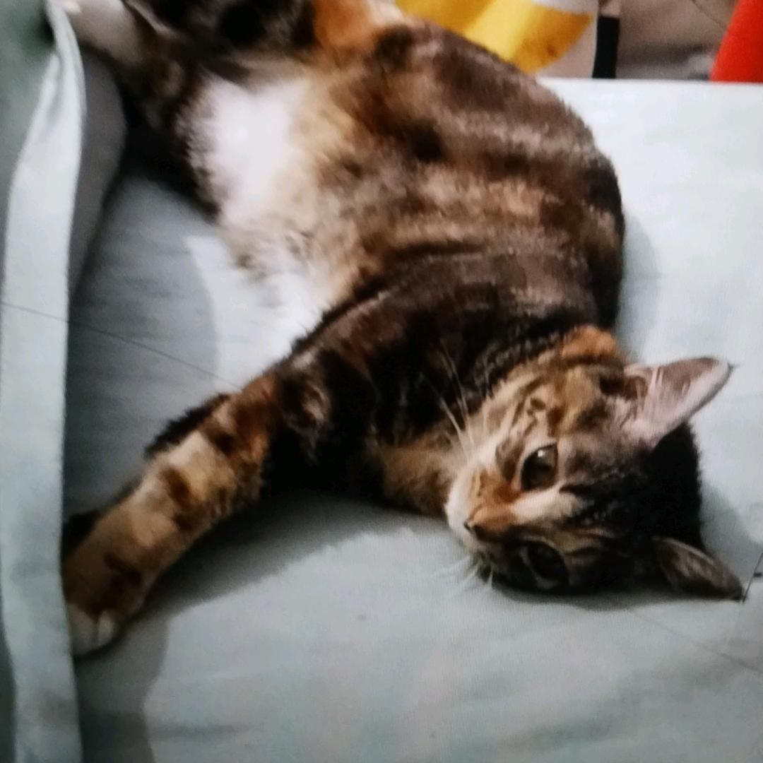 (*^ω^*)挂件