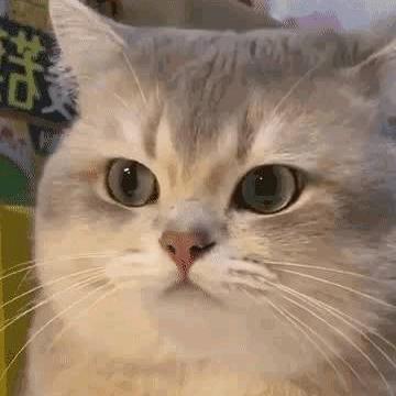 AG丶猫猫头(三角洲行动)