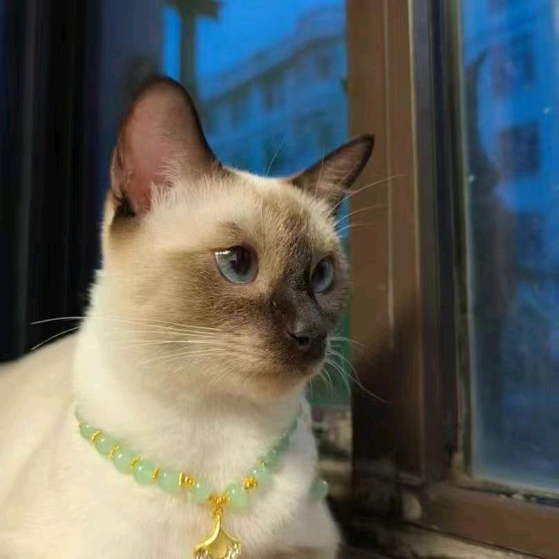 咖啡是只暹罗喵