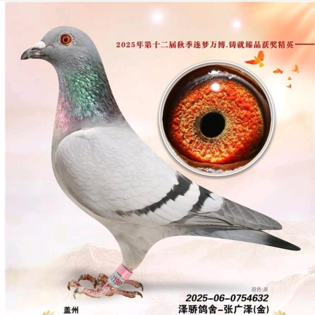 泽娇鸽舍