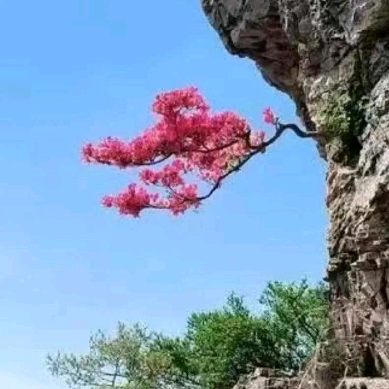 ℳঞ顺理成张꧔࿐