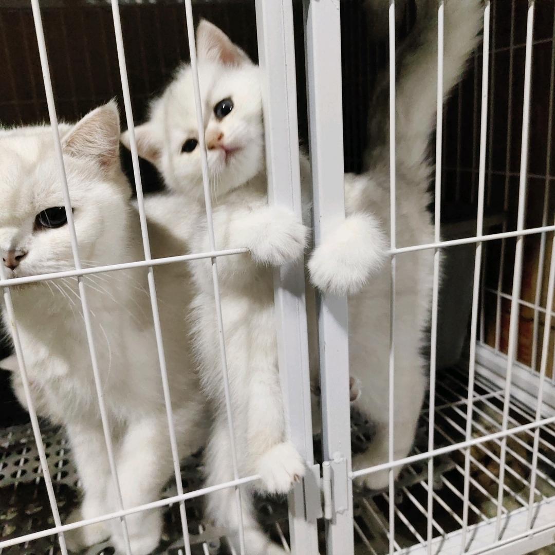 招财猫🐱