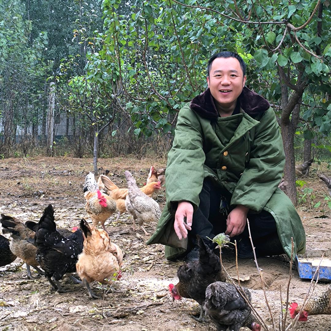 河北大明哥散养鸡