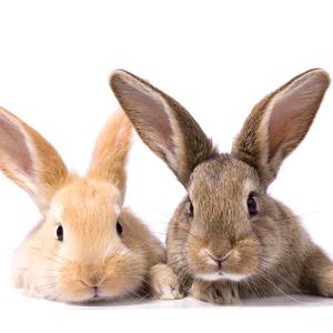 翁源龙仙石背农家散养兔