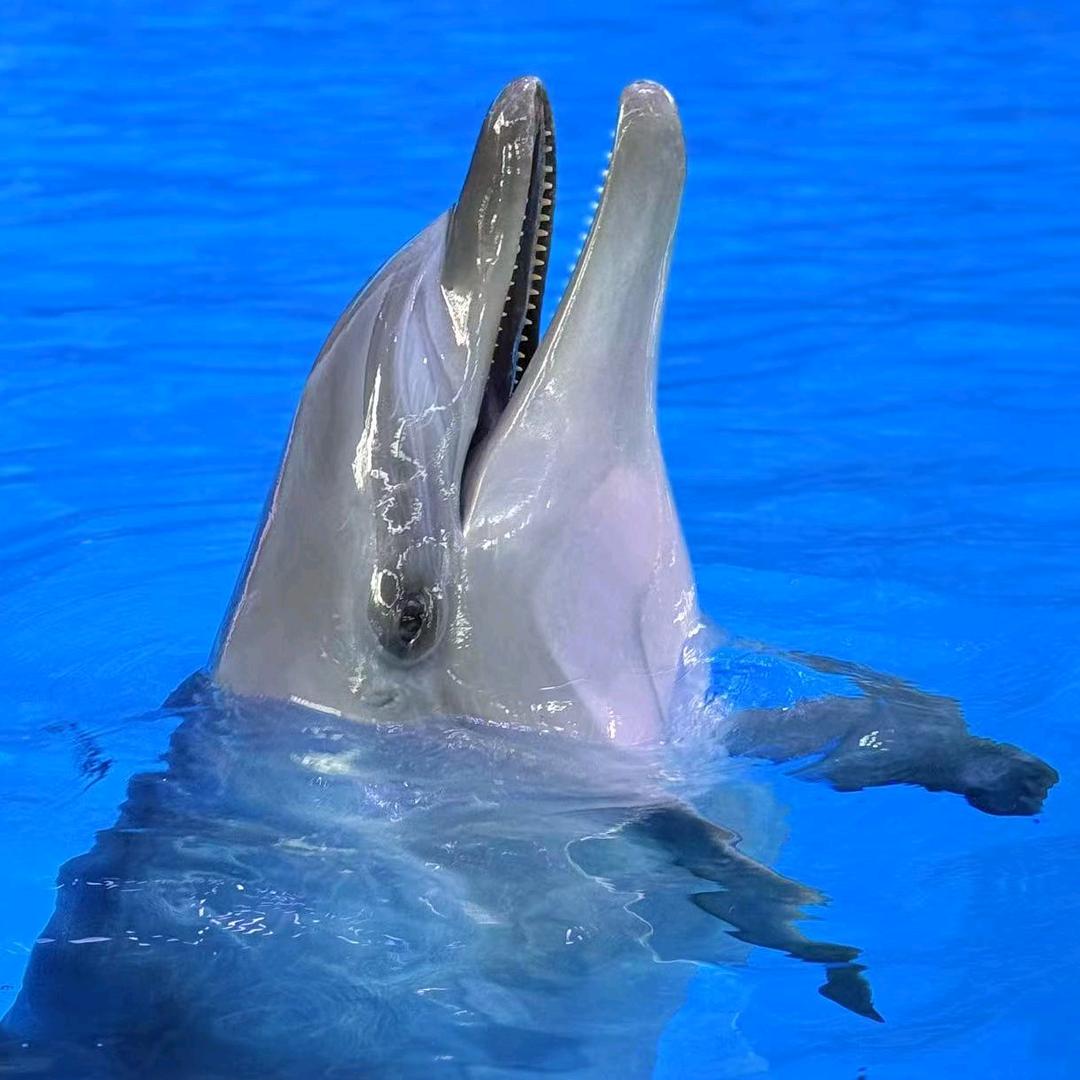 海豚Long隆